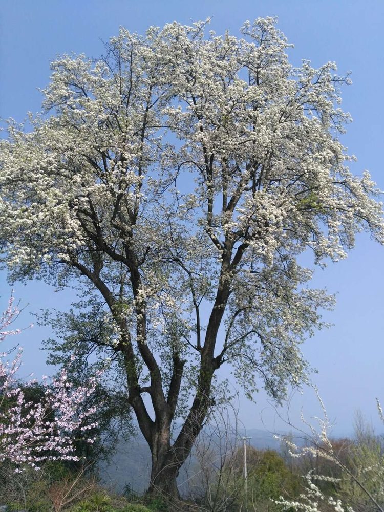 百年棠梨树满树白花全景，虬枝向天，蓝天为衬