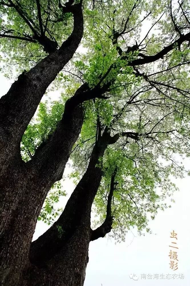 棠梨主干仰拍，龟裂树皮，虬枝嶙峋