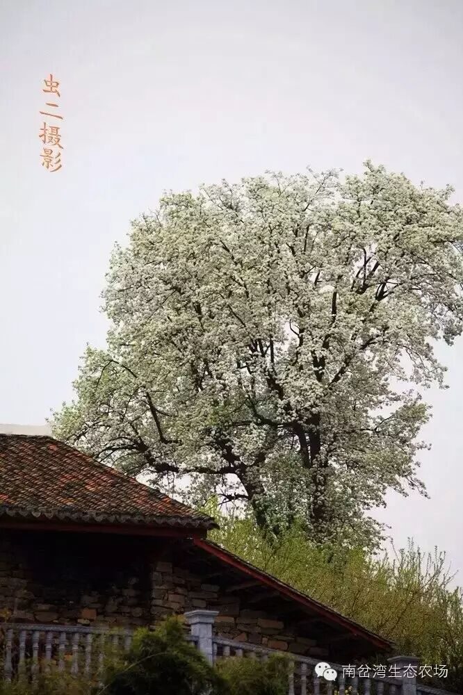 盛开的棠梨树与农场石屋同框