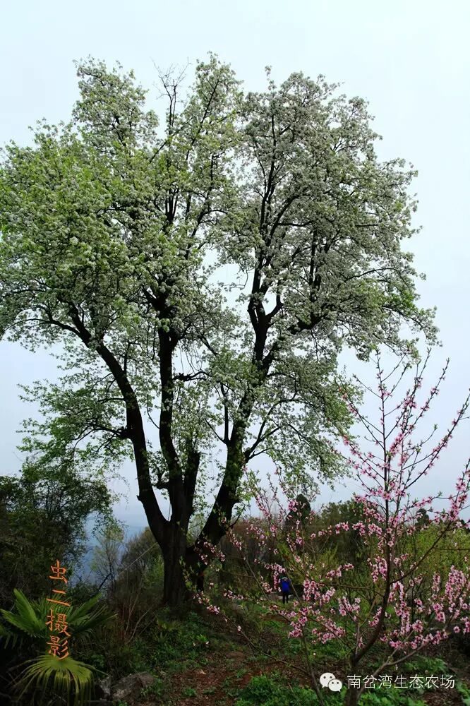 棠梨树全景，树下有人站立作尺度参照
